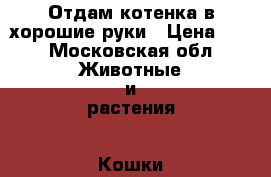 Отдам котенка в хорошие руки › Цена ­ 1 - Московская обл. Животные и растения » Кошки   